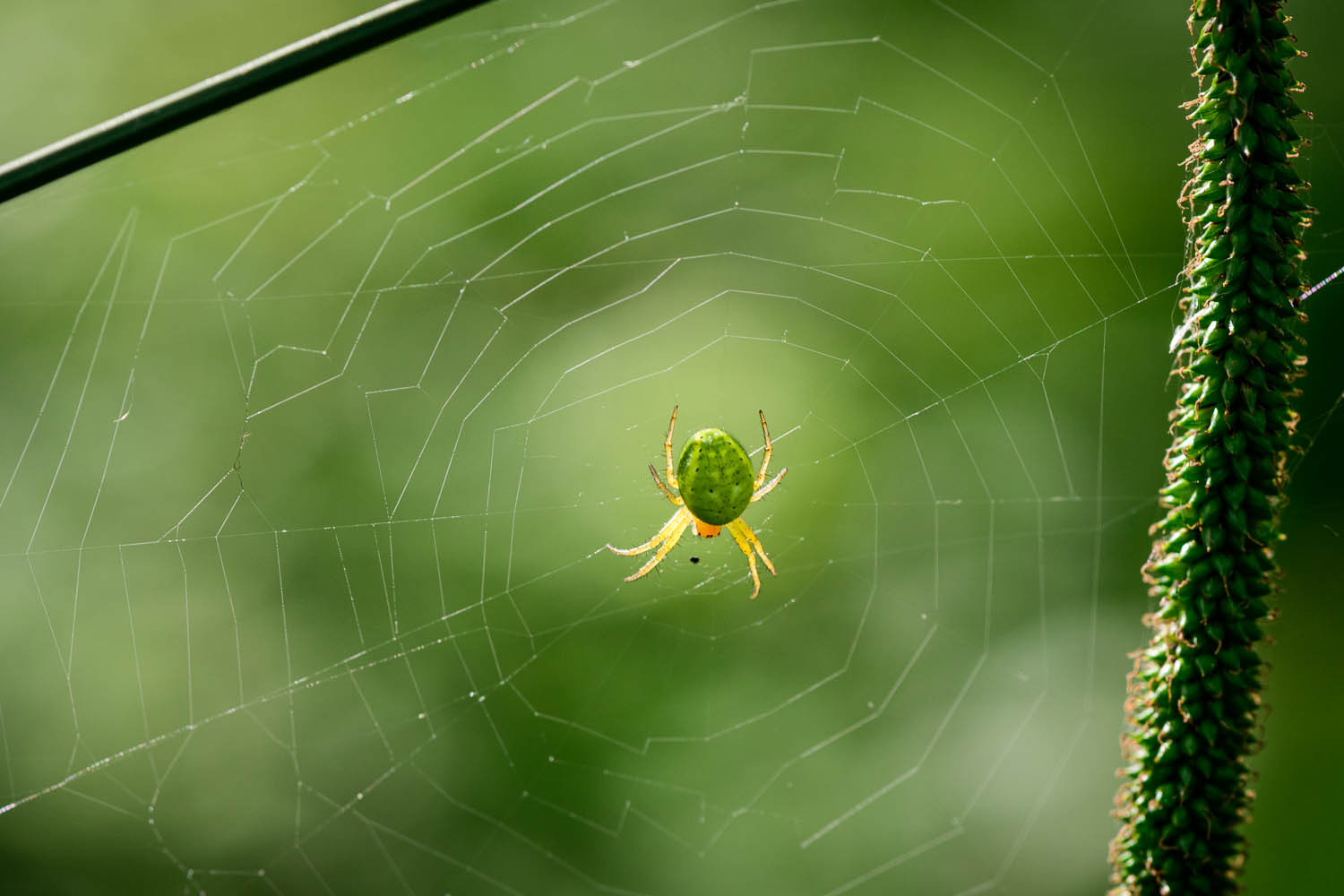 Orb Web Spider