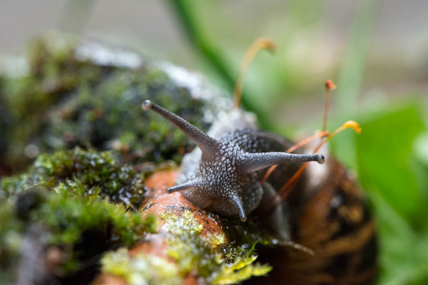 Portrait of a Snail - Cornu aspersum