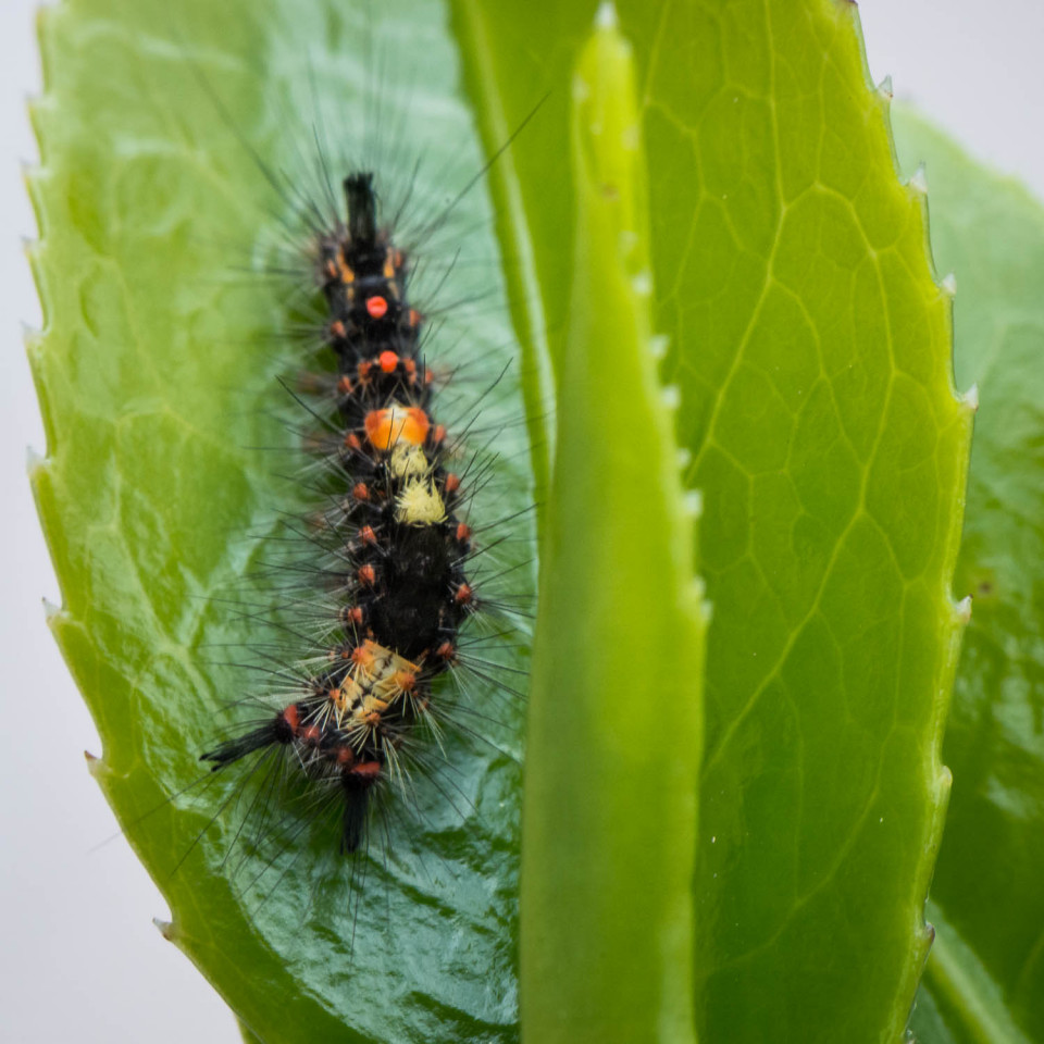 Rusty Tussock Moth, Vapourer