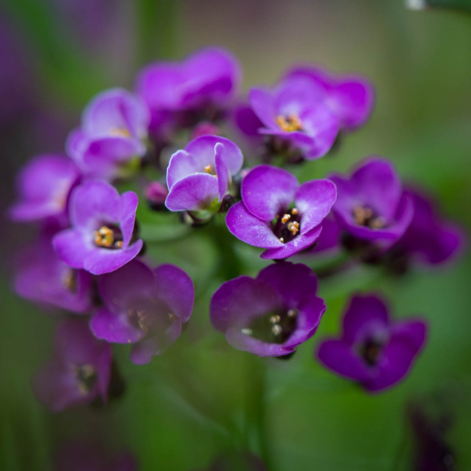 Alyssum Purple