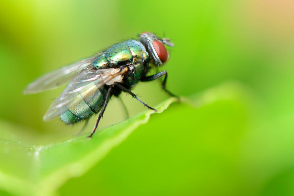 Common green bottle fly (Lucilia sericata)