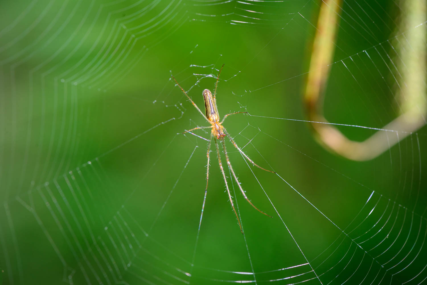 Long-jawed Orb-weaver Spider - Tetragnatha extensa