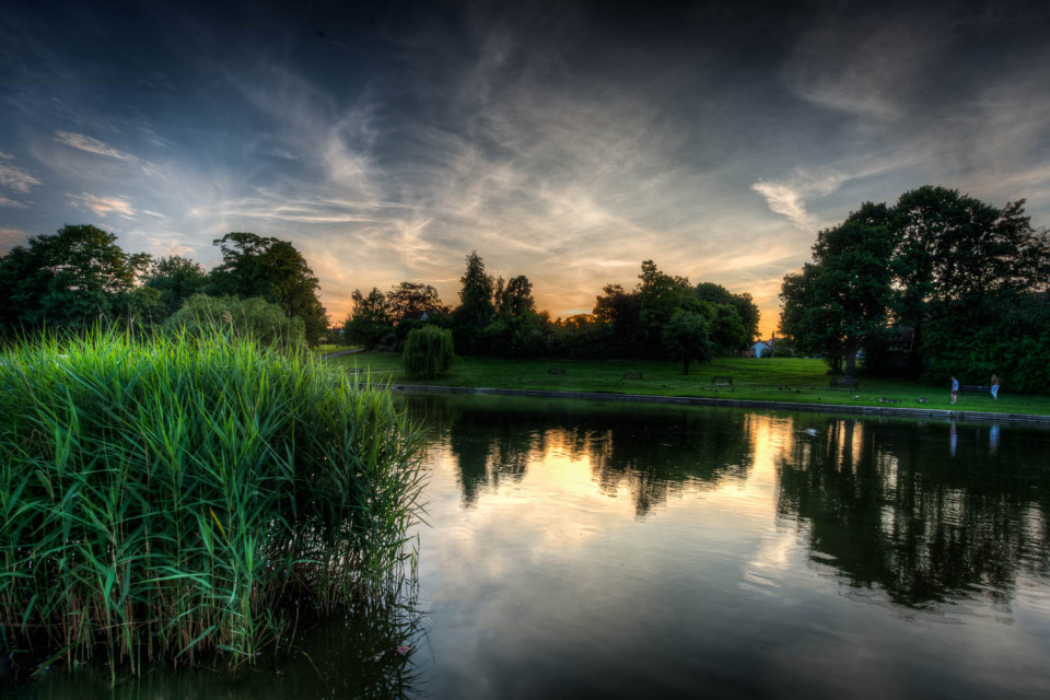 Doctors Pond Reeds at Sunset