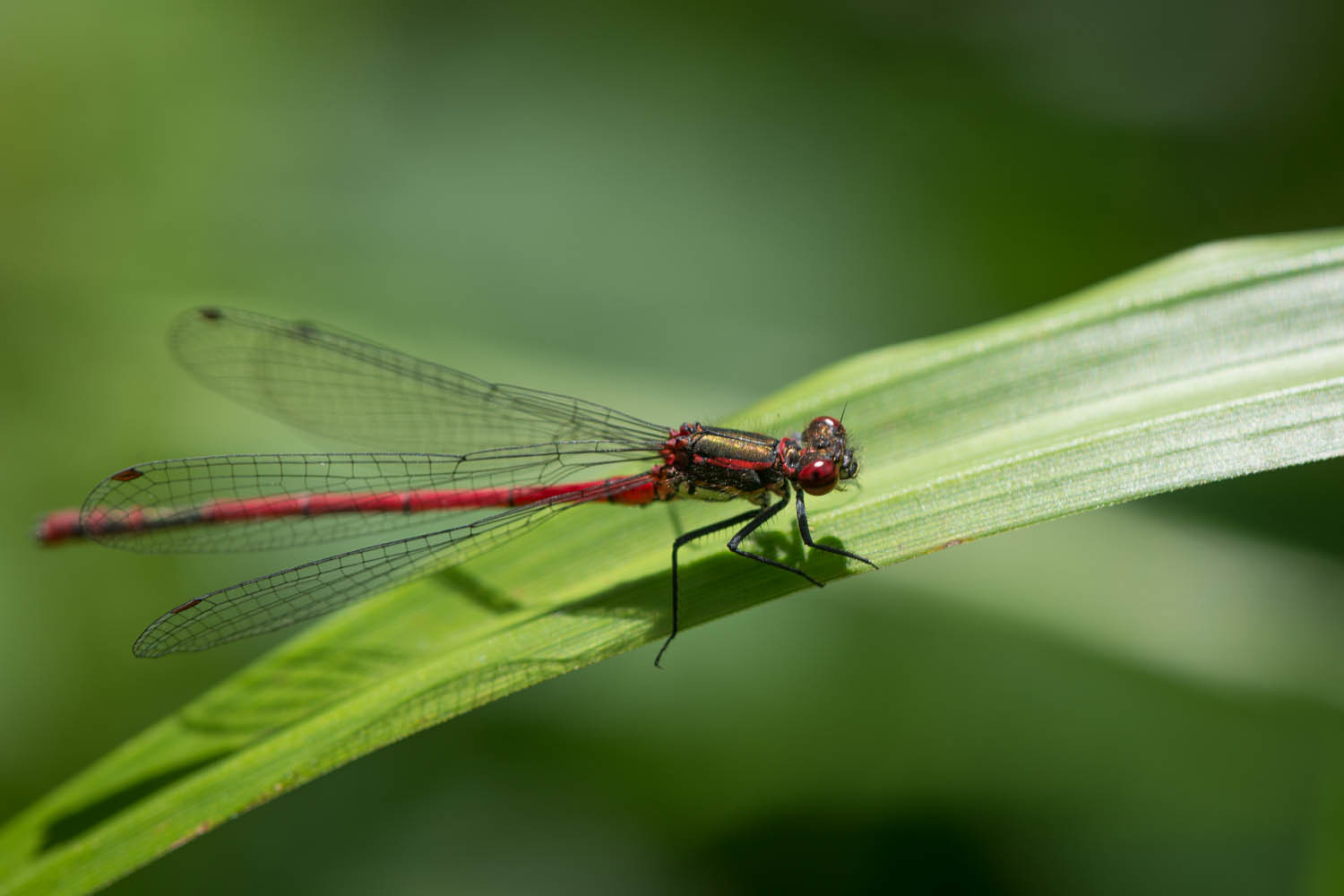 Large Red Damselfly - Pyrrhosoma nymphula-2 - Photography by Mark Seton Large Red Damselfly - Pyrrhosoma nymphula-2