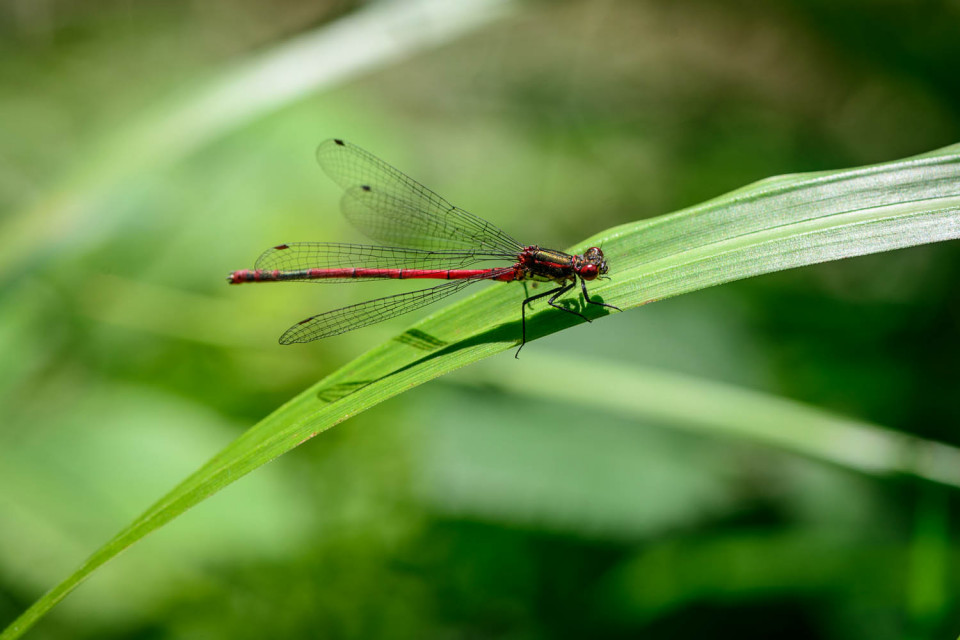 Large Red Damselfly - Pyrrhosoma nymphula