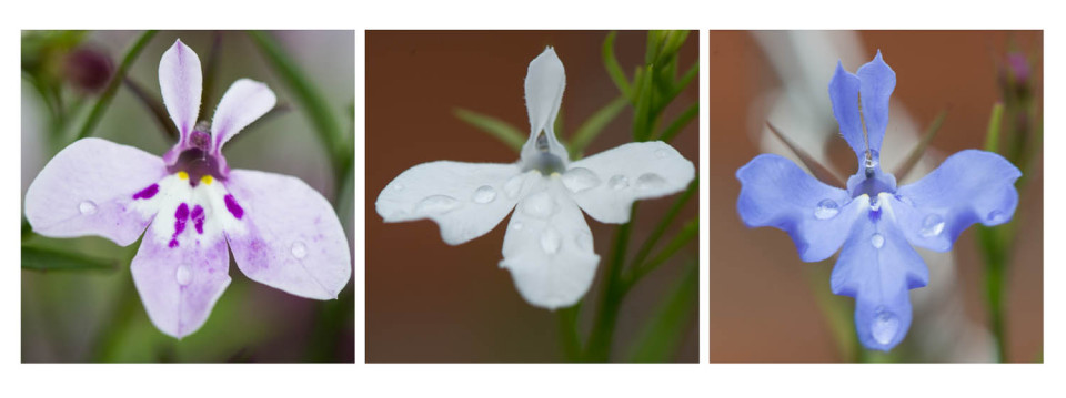 Raindrops keep falling on my petals