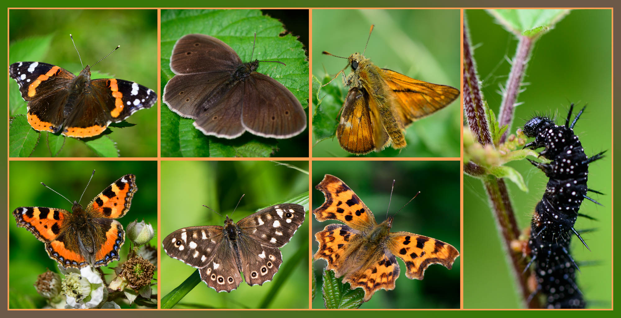 The Butterflies of Rowney Wood