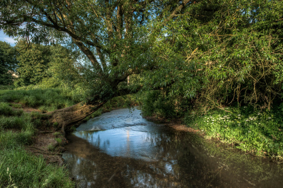Tree over the Chelmer