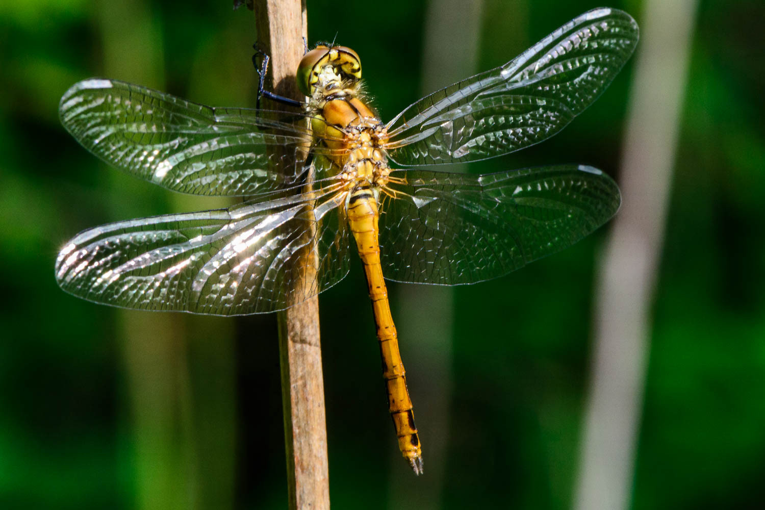 Common Darter Dragonfly (Sympetrum striolatum) Female