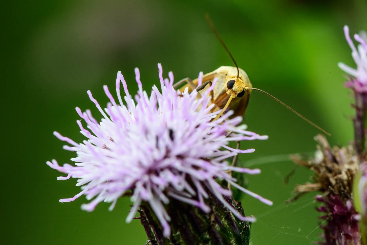 Common Footman Moth (Eilema lurideola)