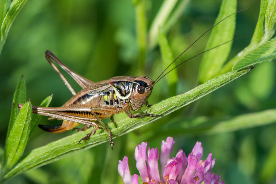 Dark bush-cricket, Pholidoptera griseoaptera