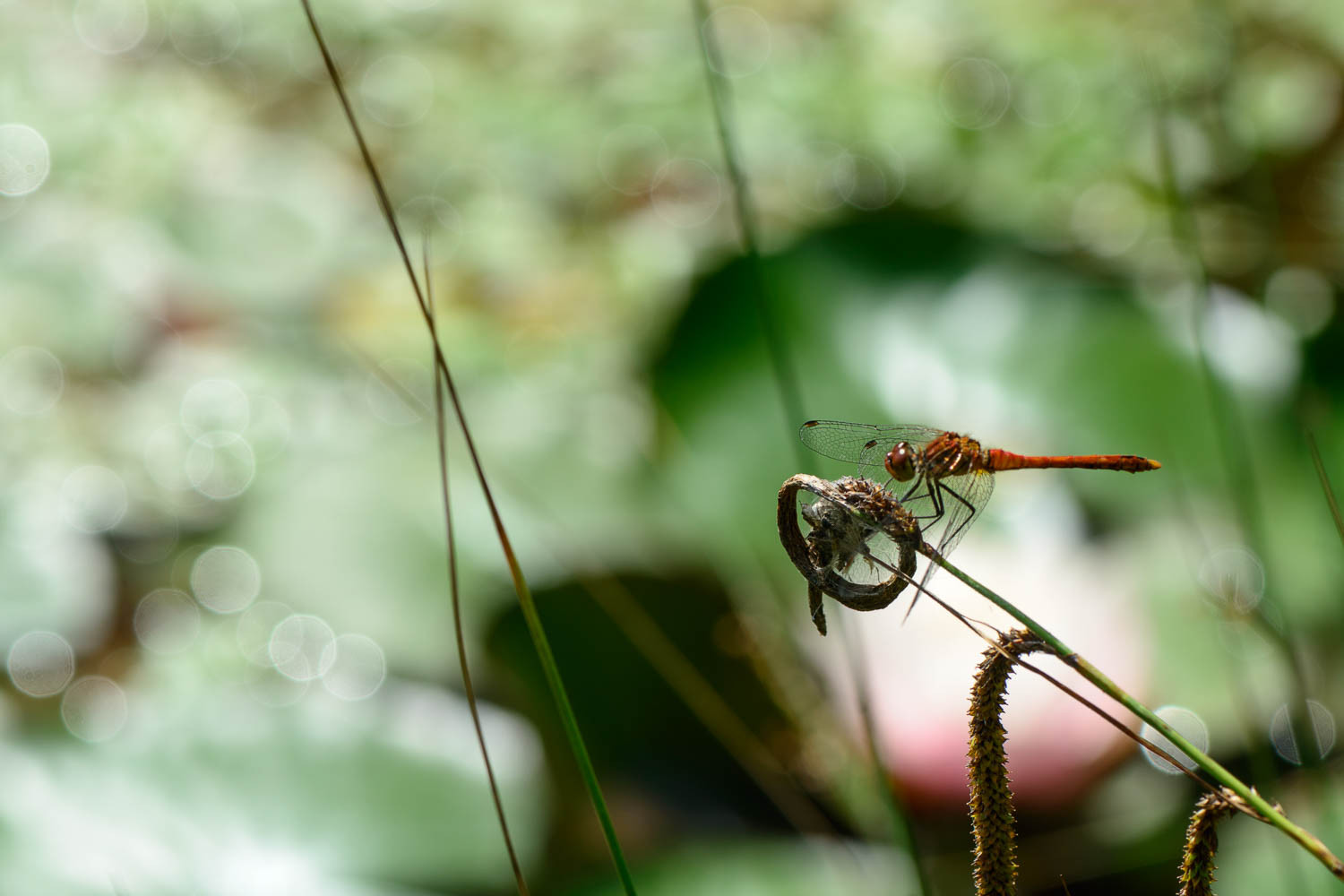 Dragonfly Bokeh