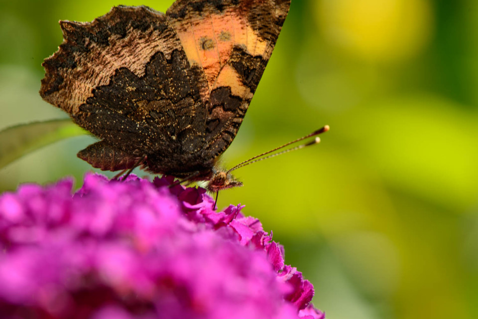 A small tortoiseshell butterfly (Aglais urticae) - Feeding Time