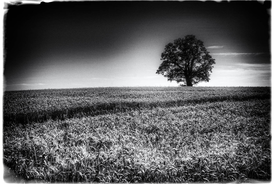 Film Noir Wheat and a Tree