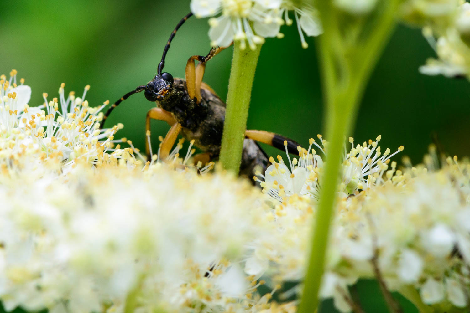 Longhorn Beetle (Leptura maculata) welcomes you