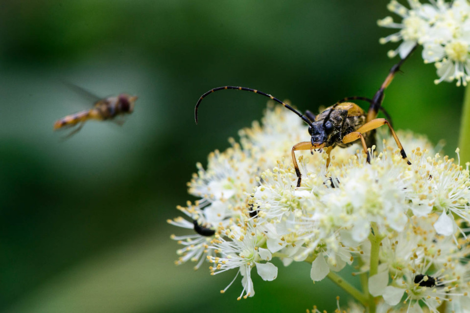 Longhorn Beetle (Leptura maculata)