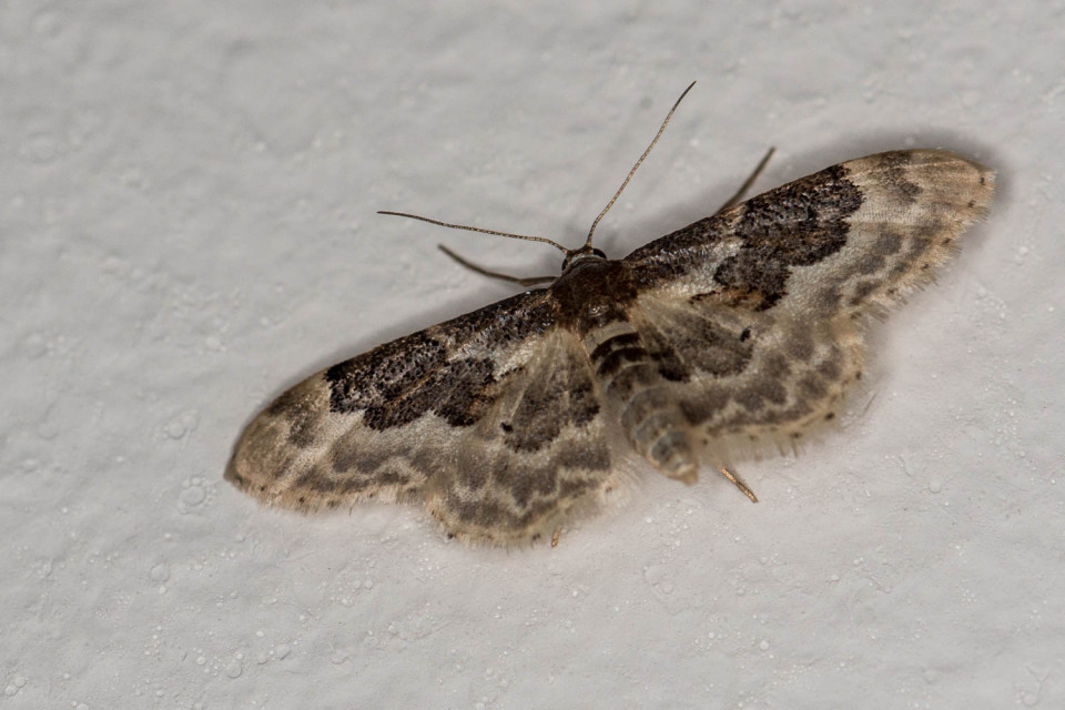 Least Carpet (Idaea vulpinaria) Moth