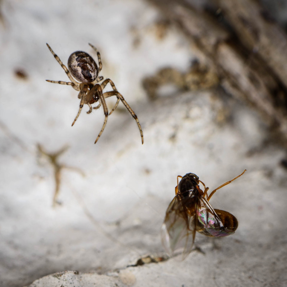 Nature's Rail Tracks