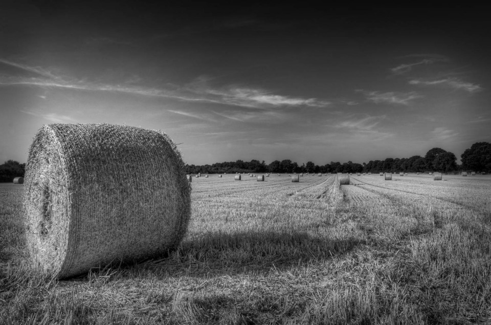 The Remnants of the Harvest