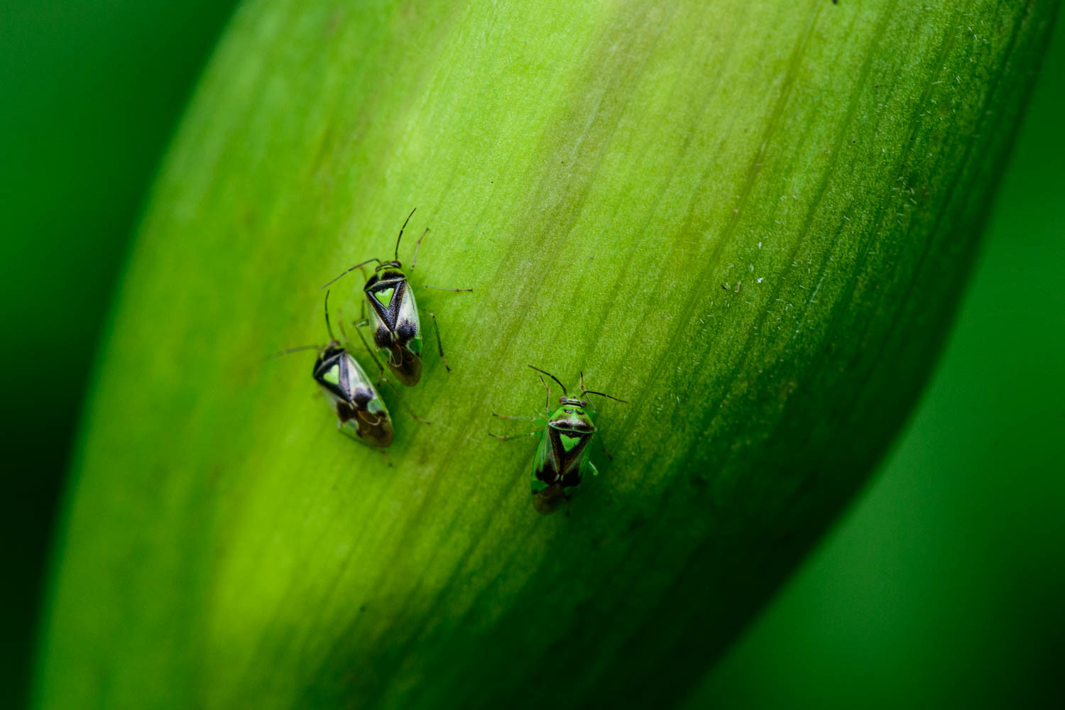 Three's A Crowd - Love Bugs!