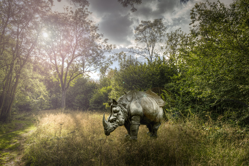 Strange Sights In West Wood