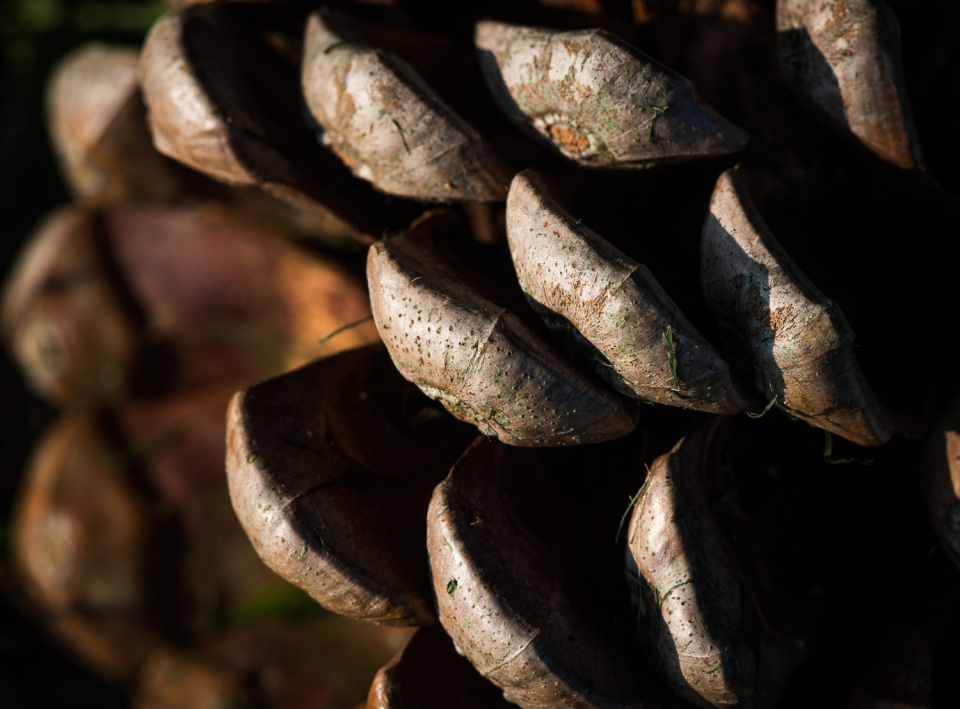 Pining for the Fjords