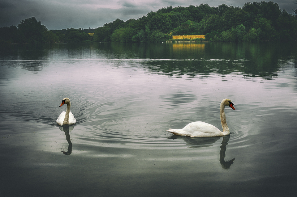 Swans on Alton Water