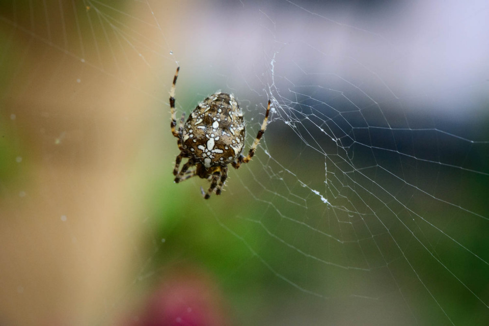 European Garden Spider (Araneus diadematus)
