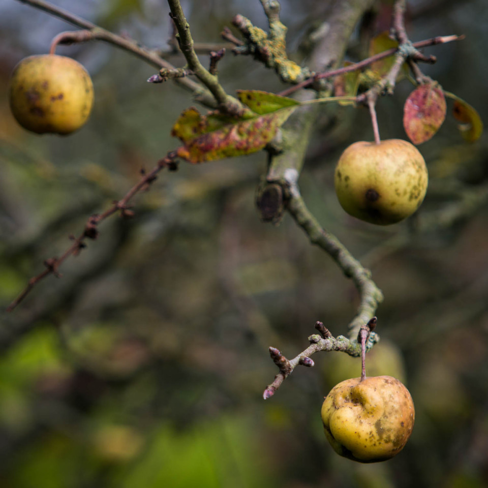 It's More Potato than Apple