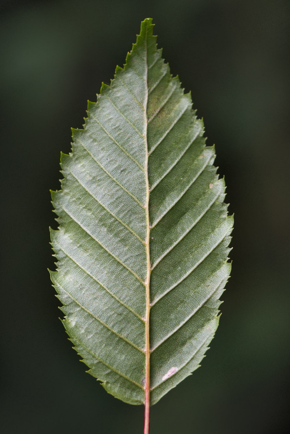 The lines and curves of a leaf