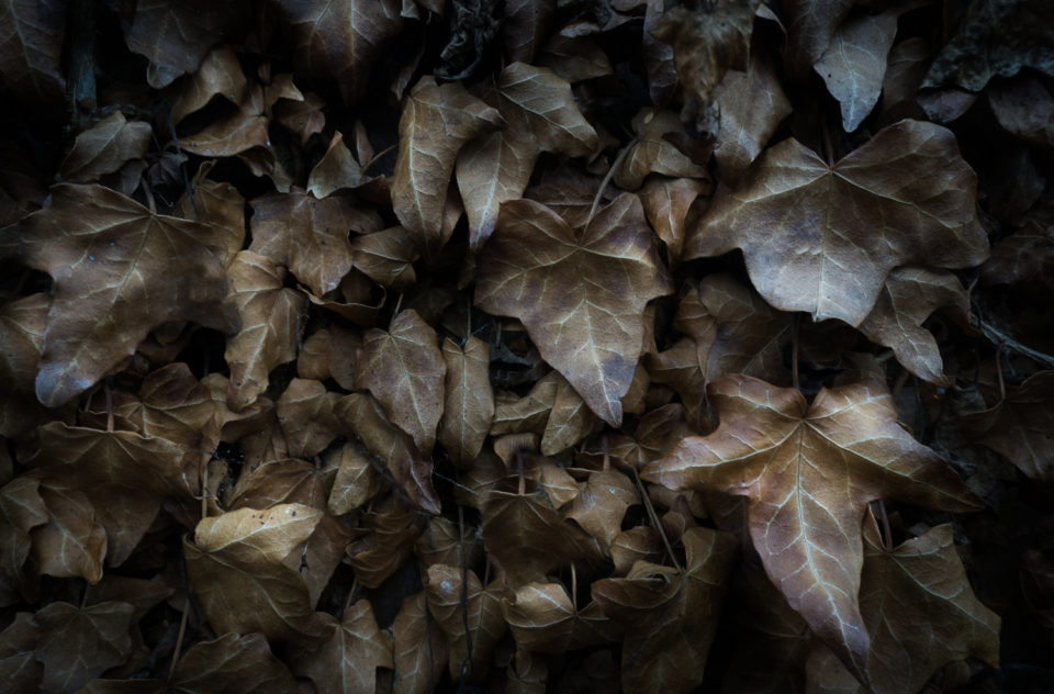 Autumnal Leaves