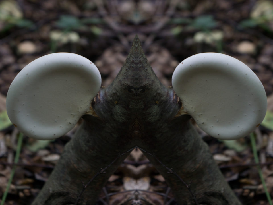 Fungus Ears