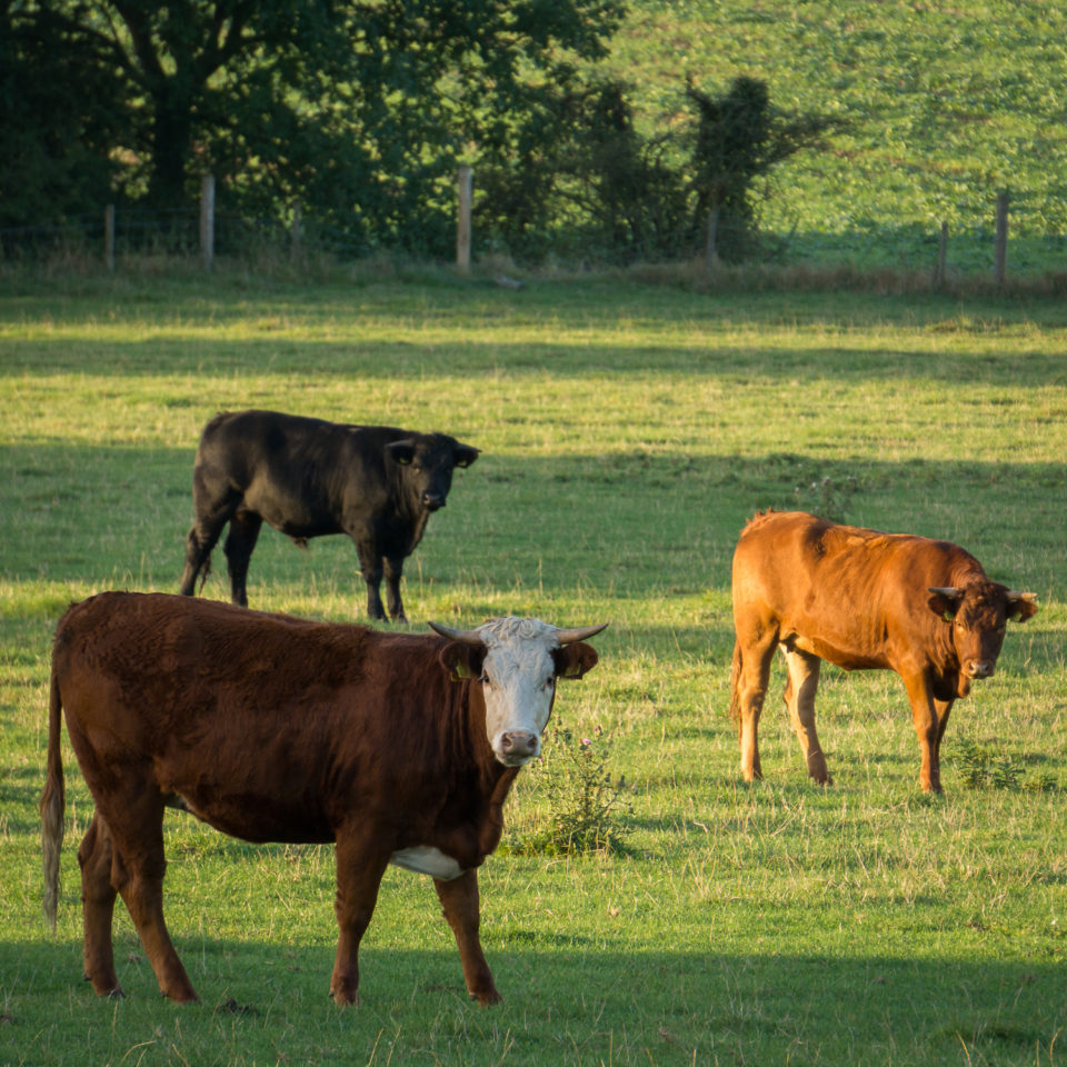 Moo are you looking at