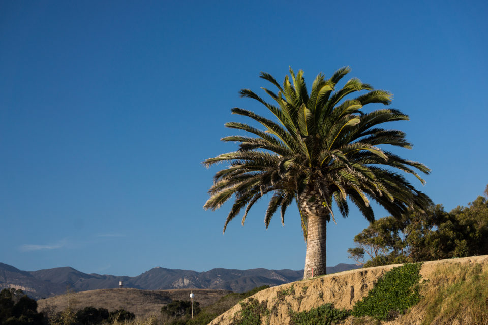 A Californian Landscape