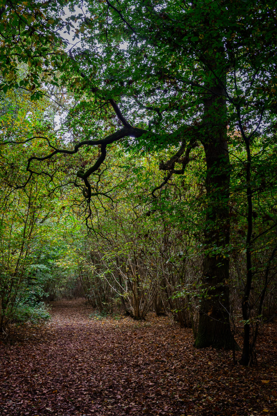 Garnetts Wood in Autumn