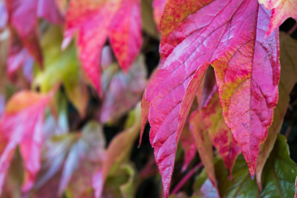 Red Green Yellow - The Colours of Autumn