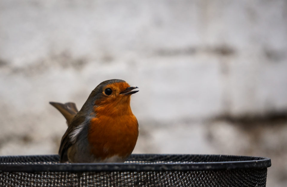 Mr Robin Says "Happy Christmas"