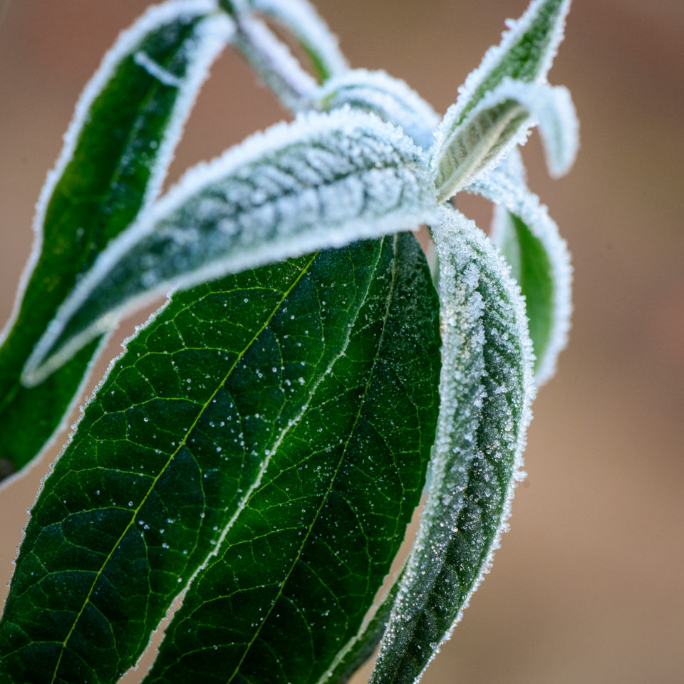 Frosty Leaves