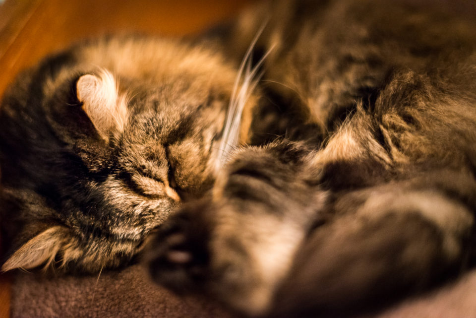 Who's Had Too Much Christmas Pud?