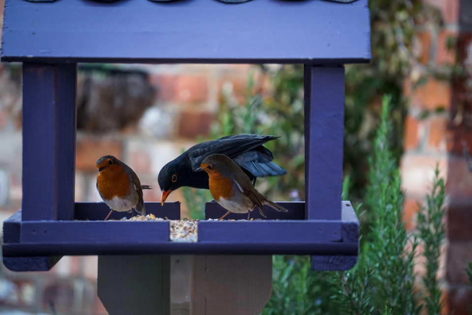 Queueing At The Takeaway