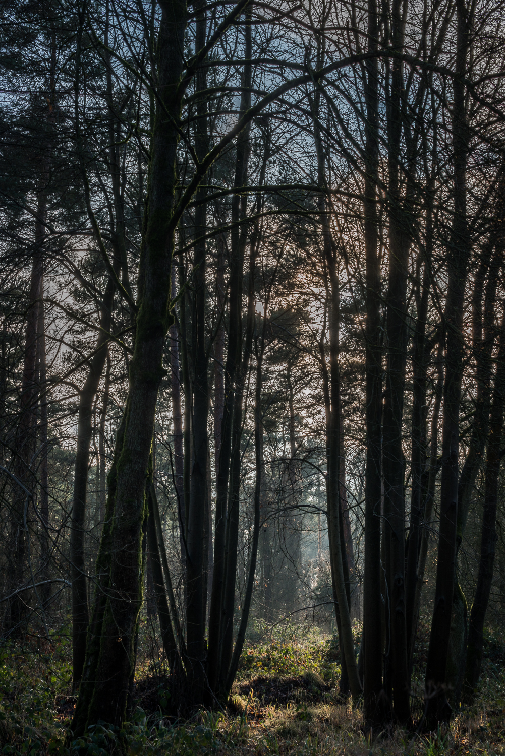 Woodland Light 2