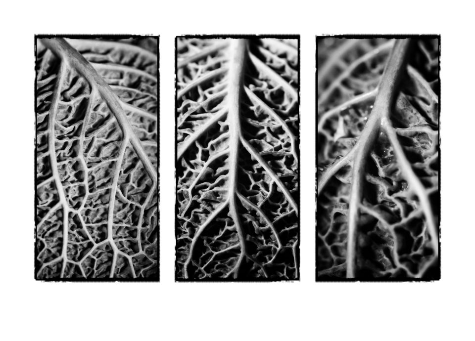 Not so green as you're cabbage looking