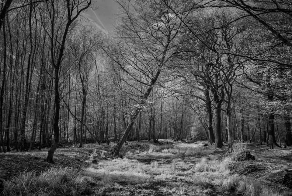 Broxbourne Woods
