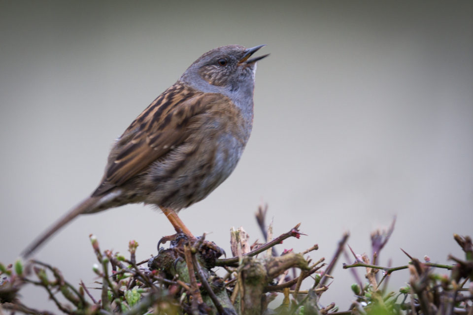 Singing Dunnock