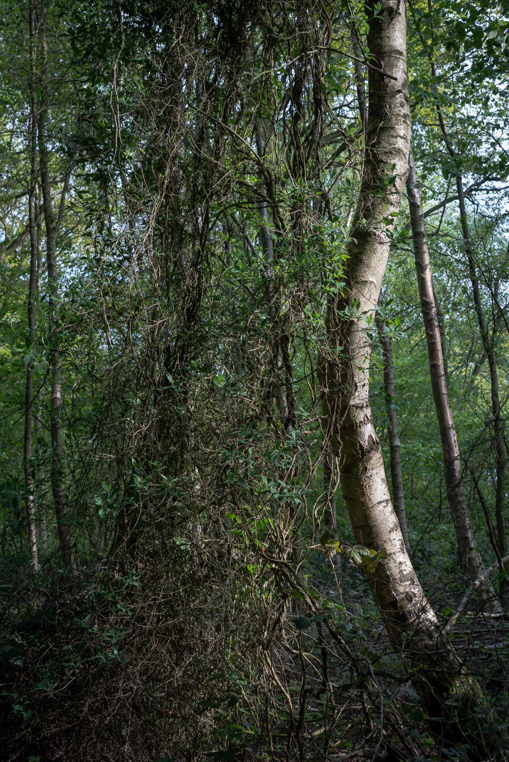 A Trunk and a Parasite