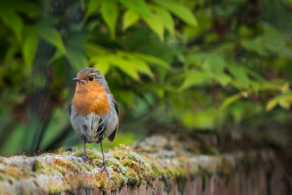 Mr Robin needs a brush up