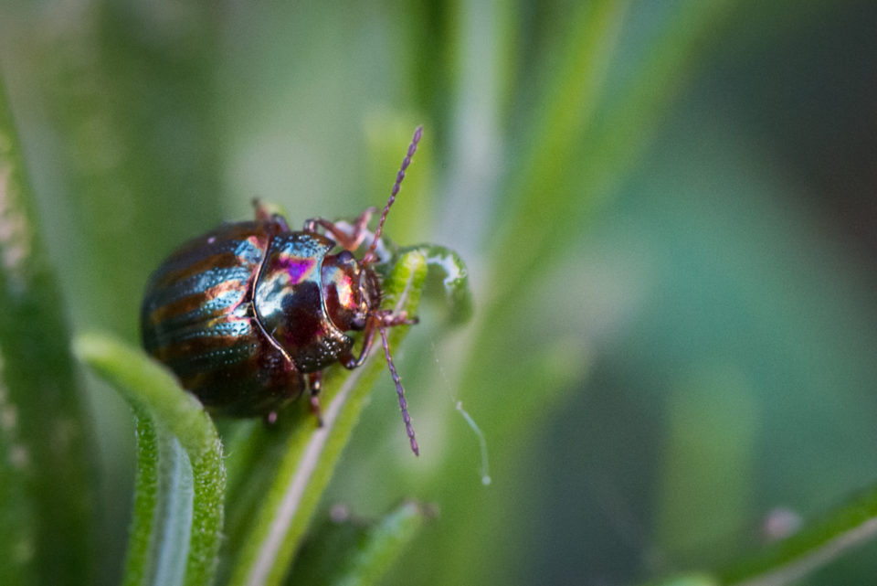 Rosemary Beetle