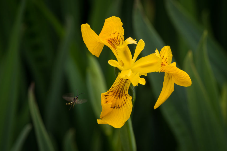 Yellow Iris and Hoverfly
