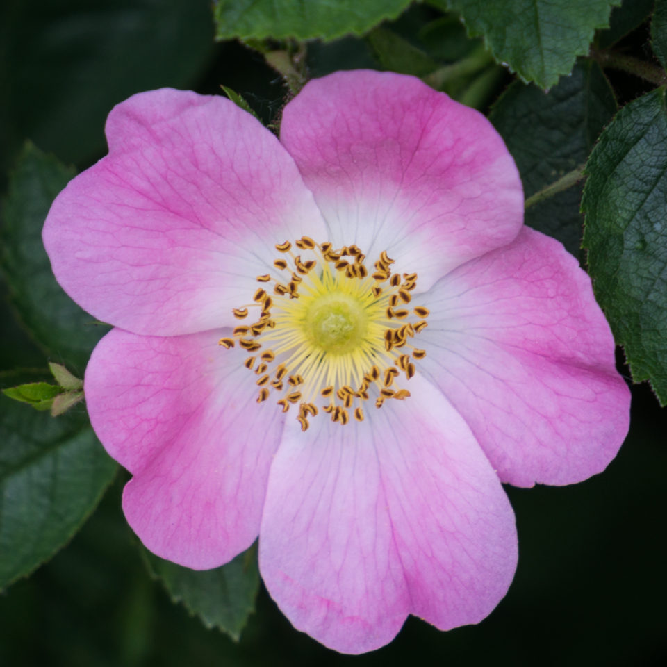 Dog Roses