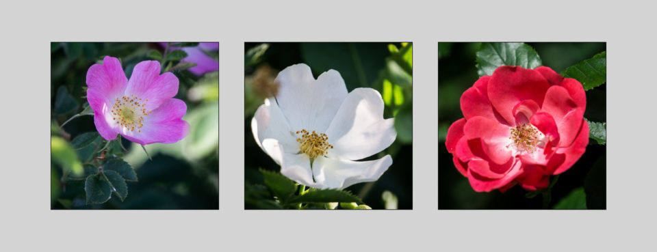 Triptych of Dog Roses